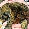 Clairbell joined the competition — help win amazing prizes! cat, tabby, sleeping, sleepy, pet, animal, feline, whiskers, paws, fur, striped_fur, pink_blanket, indoors, cozy, relaxed, resting, close_up, portrait, soft_texture, cute