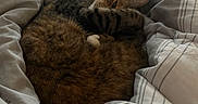 Clairbell joined the competition — help win amazing prizes! cats, cat, feline, two_animals, sleeping, cuddling, cozy, bed, bedding, blanket, bedroom, indoors, tabby, brown_fur, striped_fur, relaxed, resting, pet, whiskers, portrait