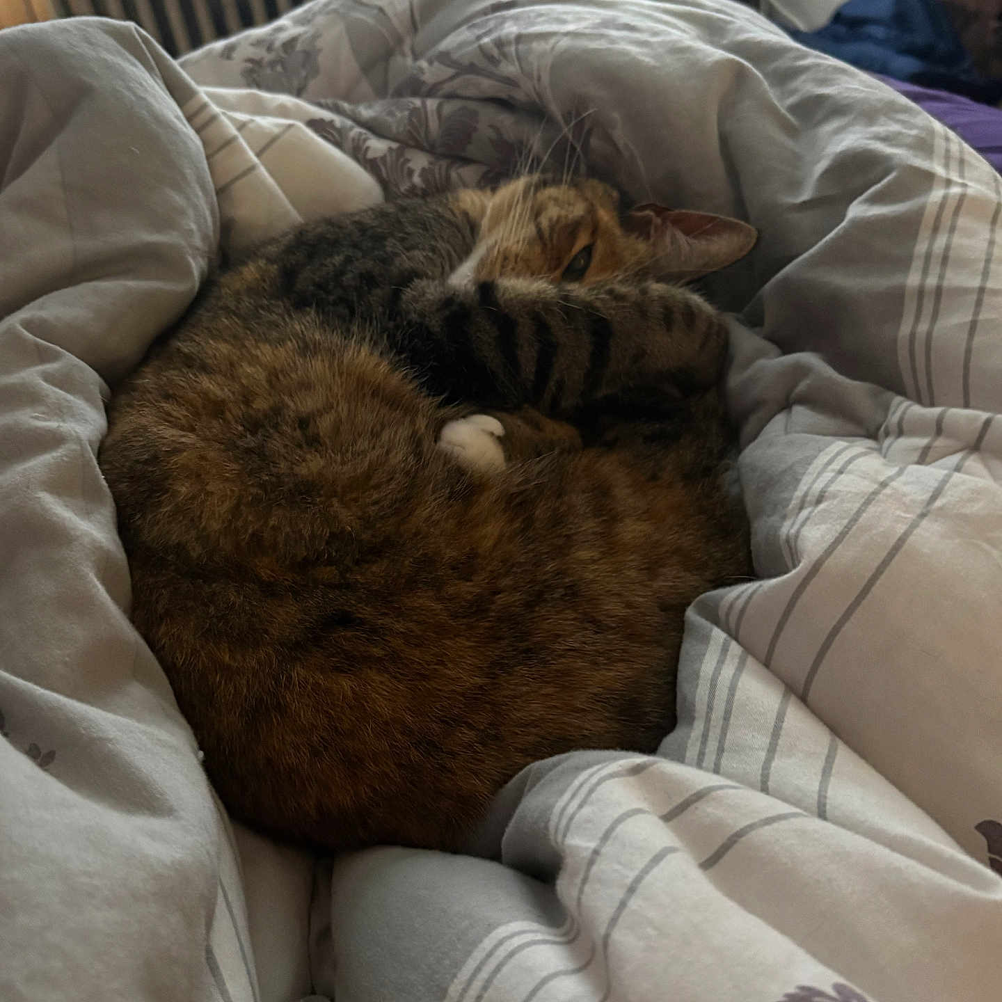 Clairbell joined the competition — help win amazing prizes! cats, cat, feline, two_animals, sleeping, cuddling, cozy, bed, bedding, blanket, bedroom, indoors, tabby, brown_fur, striped_fur, relaxed, resting, pet, whiskers, portrait