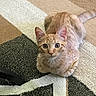 carpet, cat, closeup, curious, ears, eyes, floor, fur, home, indoor, kitten, looking_up, orange_tabby, paws, pet, playful, portrait, sitting, tail, whiskers