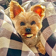 Chase is registered to the contest to win money with this photo: dog, yorkshire_terrier, blanket, treat, big_eyes, pointy_ears, paw, cozy, portrait, close_up, pet, indoor, cute, smile, fur, small_dog, plaid, snuggle, bedding, companion