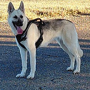 Nola is registered to the contest to win money with this photo: dog, german_shepherd, canine, animal, outdoor, pavement, harness, tongue_out, standing, sunlight, grass, nature, pet, mammal, ears_up, leash, alert, daylight, shadow, walking