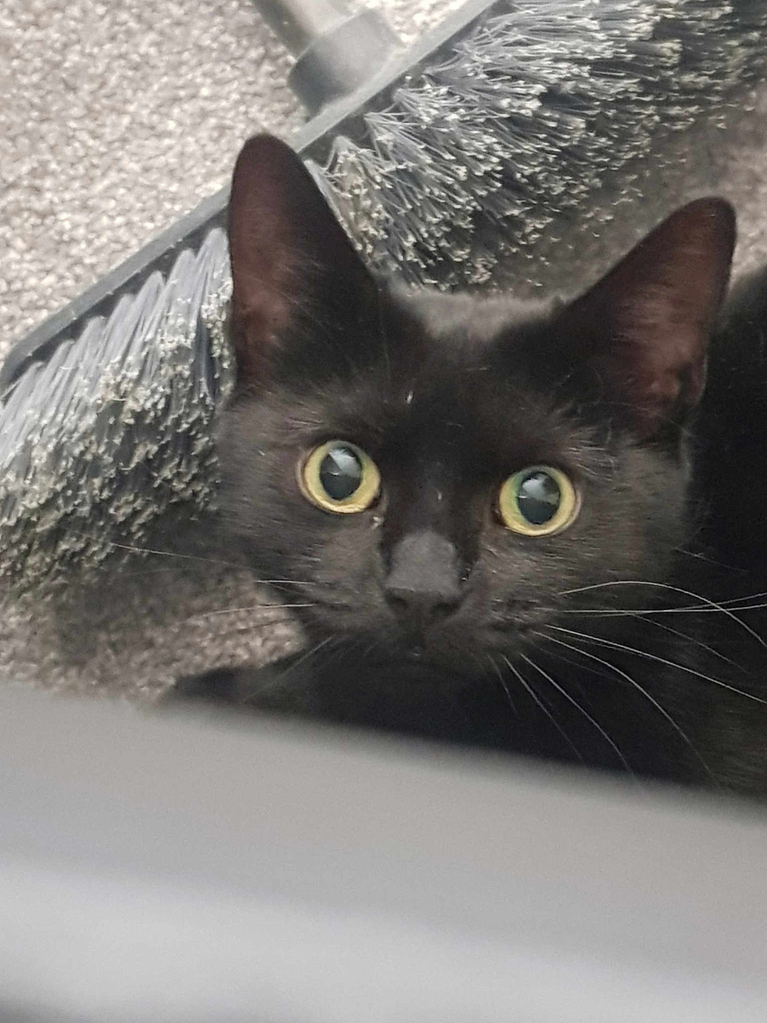 Dolly Pops is registered to the contest to win money with this photo: asian, black_cat, bombay, burmese, carnivore, cat, domestic_short_haired_cat, eye, felidae, kitten, korat, mammal, nebelung, small_to_medium_sized_cats, snout, whiskers