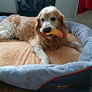 Ilko a rejoint le concours — aidez-le/la à gagner de superbes lots ! animal, bed, canine, colorful_toy, cozy, curtain, cute, dog, dog_bed, domestic_animal, floor, fluffy, furniture, golden_retriever, indoor, mammal, pet, relaxed, resting, toy