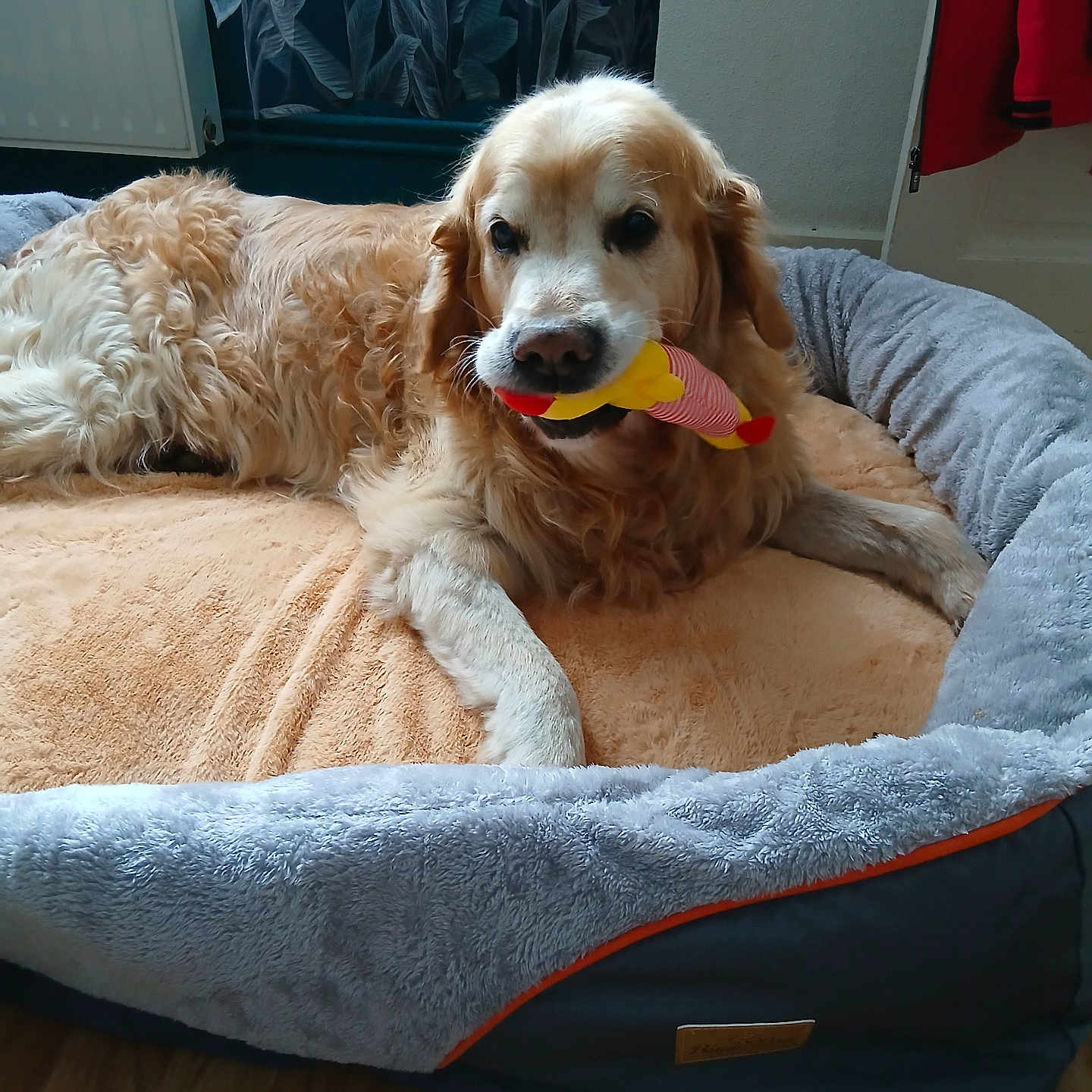 Ilko
