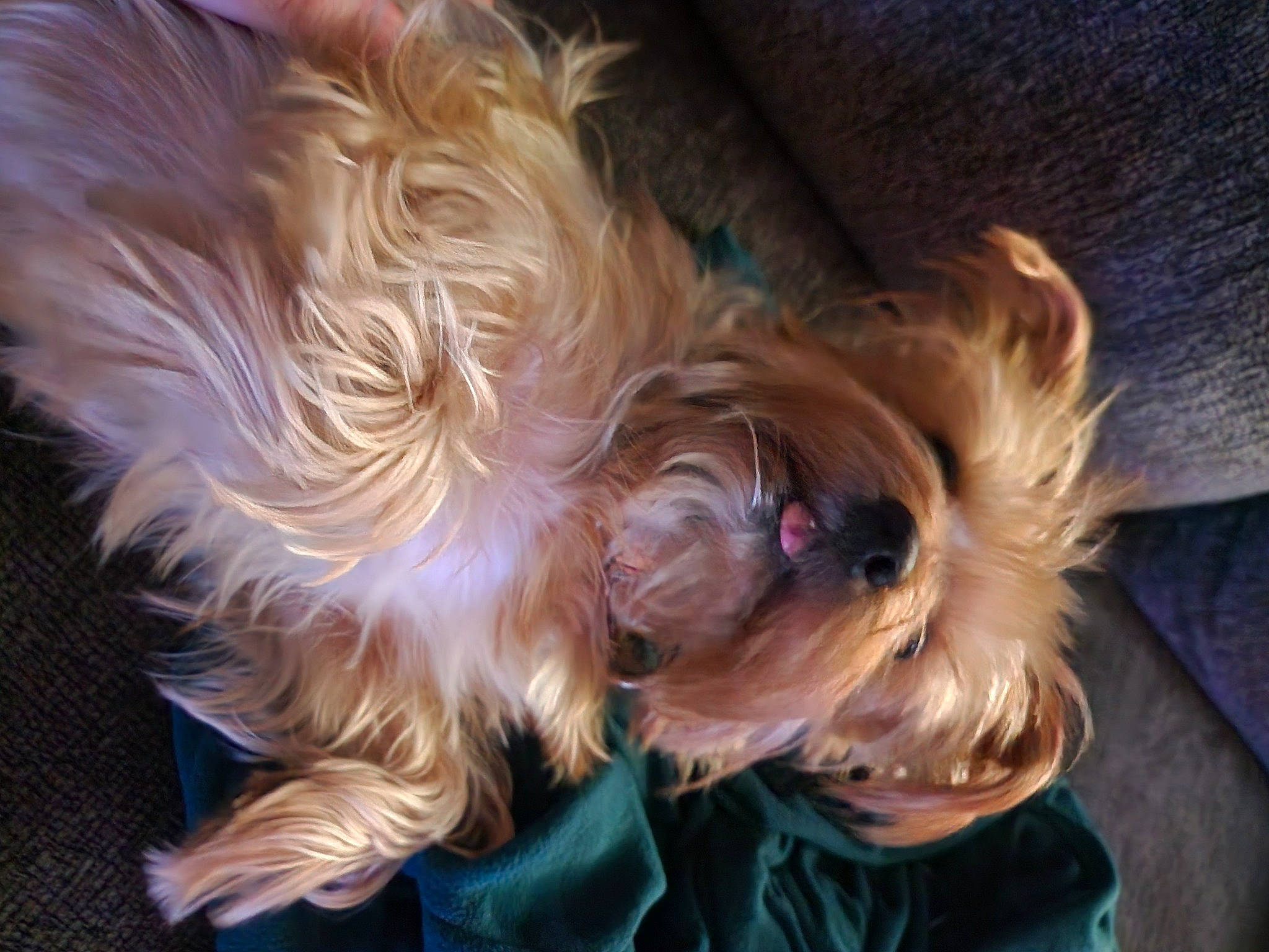 Dixie joined the competition — help win amazing prizes! australian_terrier, blond, canidae, carnivore, companion_dog, dog, dog_breed, dog_clothes, fawn, fur, liver, puppy_love, small_terrier, snout, sporting_group, terrier, toy_dog, whiskers, wood, working_animal