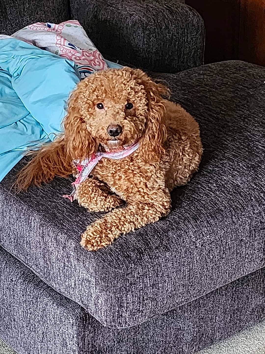 Daphne joined the competition — help win amazing prizes! canidae, carnivore, companion_dog, dog, dog_breed, dog_supply, fawn, fur, labradoodle, linens, liver, pattern, pet_supply, poodle, sporting_group, terrier, toy_dog, water_dog, working_animal, woven_fabric