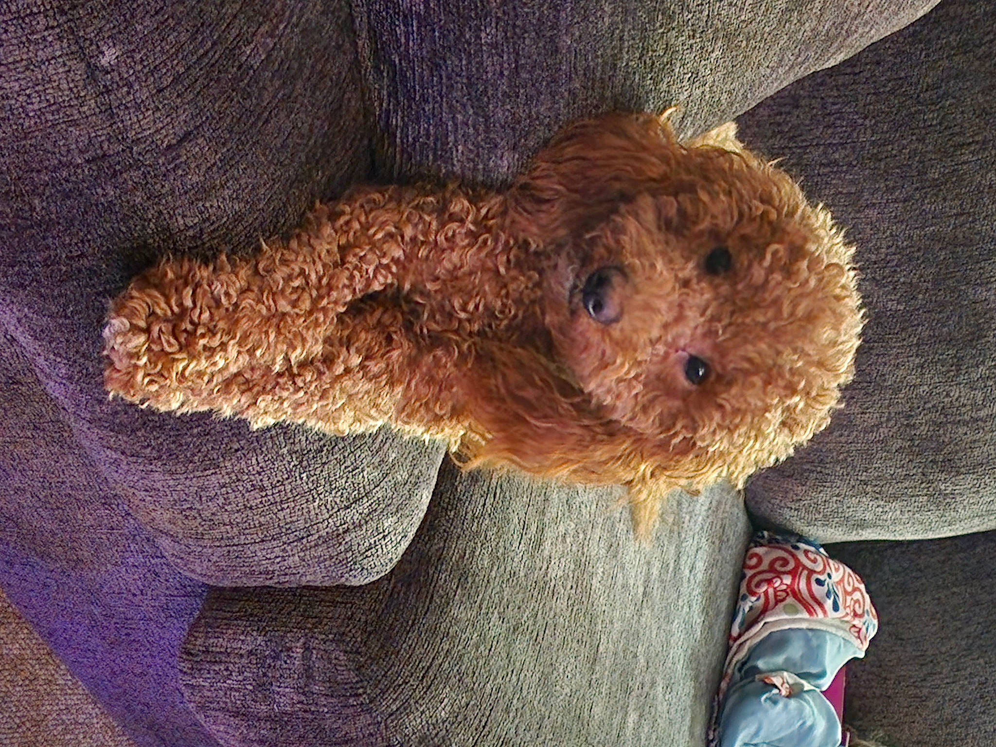 Daphne joined the competition — help win amazing prizes! fur, plush, snout, sporting_group, stuffed_toy, teddy_bear, terrestrial_animal, toy, tree, trunk, wood, wool