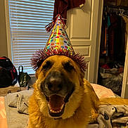 Spike joined the competition — help win amazing prizes! animal, bed, blanket, canine, celebration, closet, clothing, dog, door, fur, furniture, german_shepherd, happy, indoor, party_hat, pet, smiling, tongue, towel, window