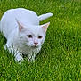 Winston participe au concours pour gagner de l'argent avec cette photo : white_cat, cat, animal, pet, grass, lawn, backyard, concrete_wall, outdoor, feline, whiskers, ears, paws, crouching, alert, green_grass, portrait, close_up, yellow_eyes, nature