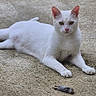 cat, white_cat, animal, pet, outdoor, grass, concrete, toy_mouse, lying_down, alert, fur, whiskers, ears, paws, nature, mammal, domestic_animal, cute, resting, small_toy