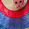 cat, closeup, colorful, curious, ears, fabric, floor, indoor, paws, peekaboo, pet, playful, pompom, portrait, toy_tunnel, tunnel_opening, whiskers, white_cat, wide_eyes, wood_floor