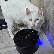 Winston a rejoint le concours — aidez-le/la à gagner de superbes lots ! cat, white_cat, pet, water_fountain, water, drinking, whiskers, yellow_eyes, ears, indoor, floor, tile_floor, bowl, curious, looking_at_camera, blue_light, furniture, power_outlet, home, portrait