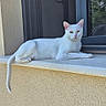 cat, white_cat, animal, pet, windowsill, window, door, outdoor, sunlight, relaxed, feline, resting, calm, home, reflection, nature, greenery, blue_sky, quiet, still_life