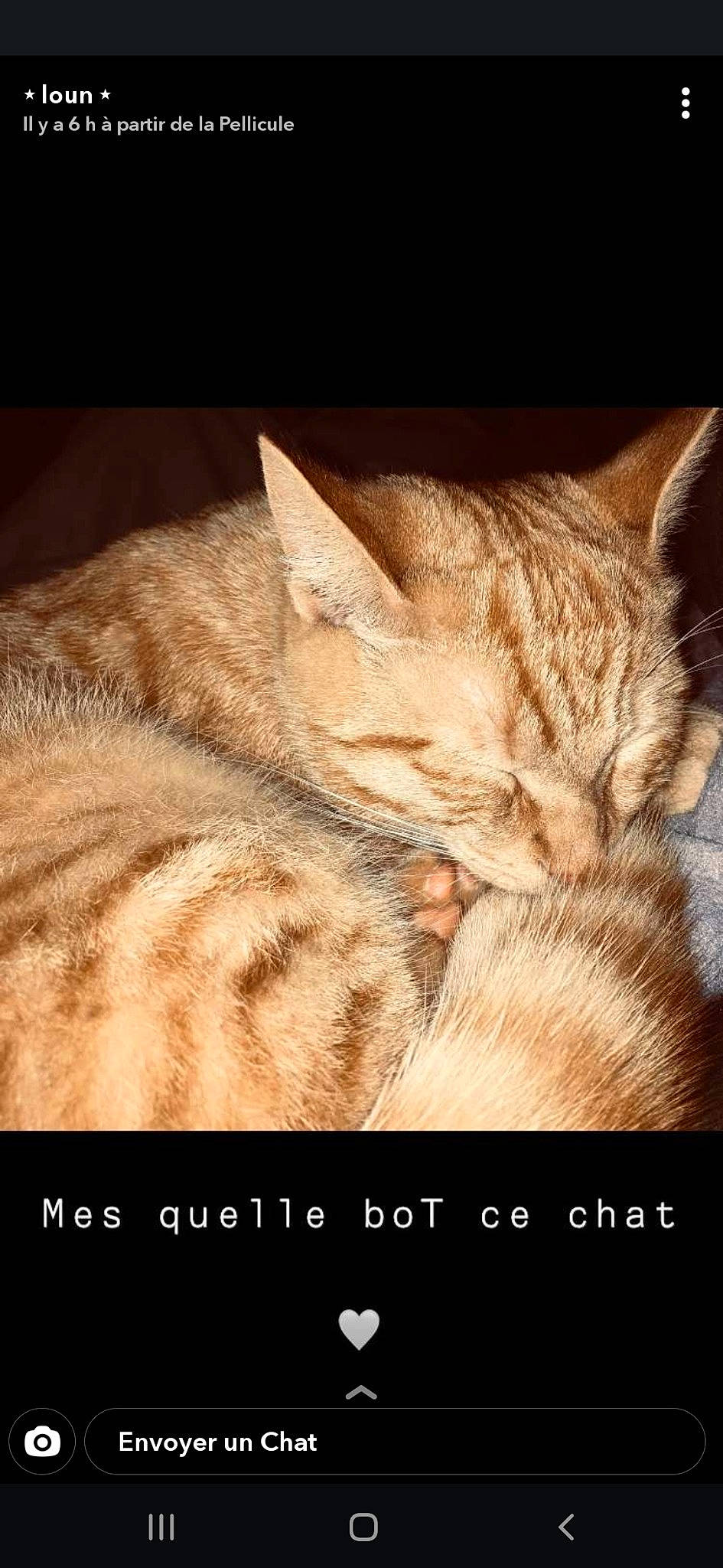 Roukin a rejoint le concours — aidez-le/la à gagner de superbes lots ! asian, carnivore, cat, close_up, dragon_li, ear, european_shorthair, eye, felidae, fur, nap, nose, photo_caption, skin, sky, sleep, small_to_medium_sized_cats, snout, tabby_cat, whiskers