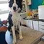 dog, border_collie, pet, animal, veterinary_clinic, examination_table, leash, person, hand, sink, cabinet, medical_supplies, indoor, window, counter, happy, tongue_out, black_and_white, fur, paw