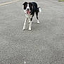 dog, black_and_white, border_collie, tongue_out, outdoor, pavement, grass, playful, pet, canine, animal, happy, standing, ears_up, tail, daylight, nature, walk, park, excited
