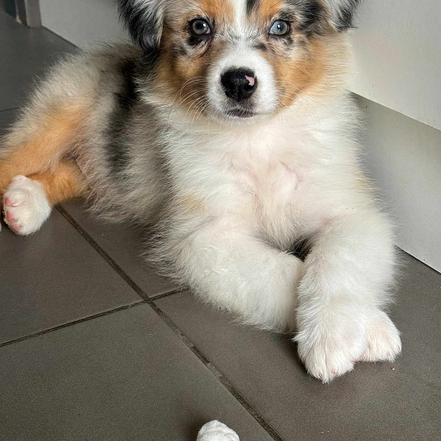 Hadès participe au concours pour gagner de l'argent avec cette photo : adorable, animal, black, brown, closeup, cute, dog, floor, front_paws, fur, indoor, looking_at_camera, lying_down, pet, puppy, small, tile_floor, toy, white, young