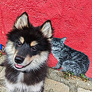 Bao a rejoint le concours — aidez-le/la à gagner de superbes lots ! dog, puppy, happy, fur, black_and_tan, red_wall, street_art, cat_painting, painting, outdoor, sidewalk, concrete, animal, pet, close_up, portrait, cute, smiling, ears, tongue