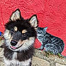 dog, puppy, happy, fur, black_and_tan, red_wall, street_art, cat_painting, painting, outdoor, sidewalk, concrete, animal, pet, close_up, portrait, cute, smiling, ears, tongue