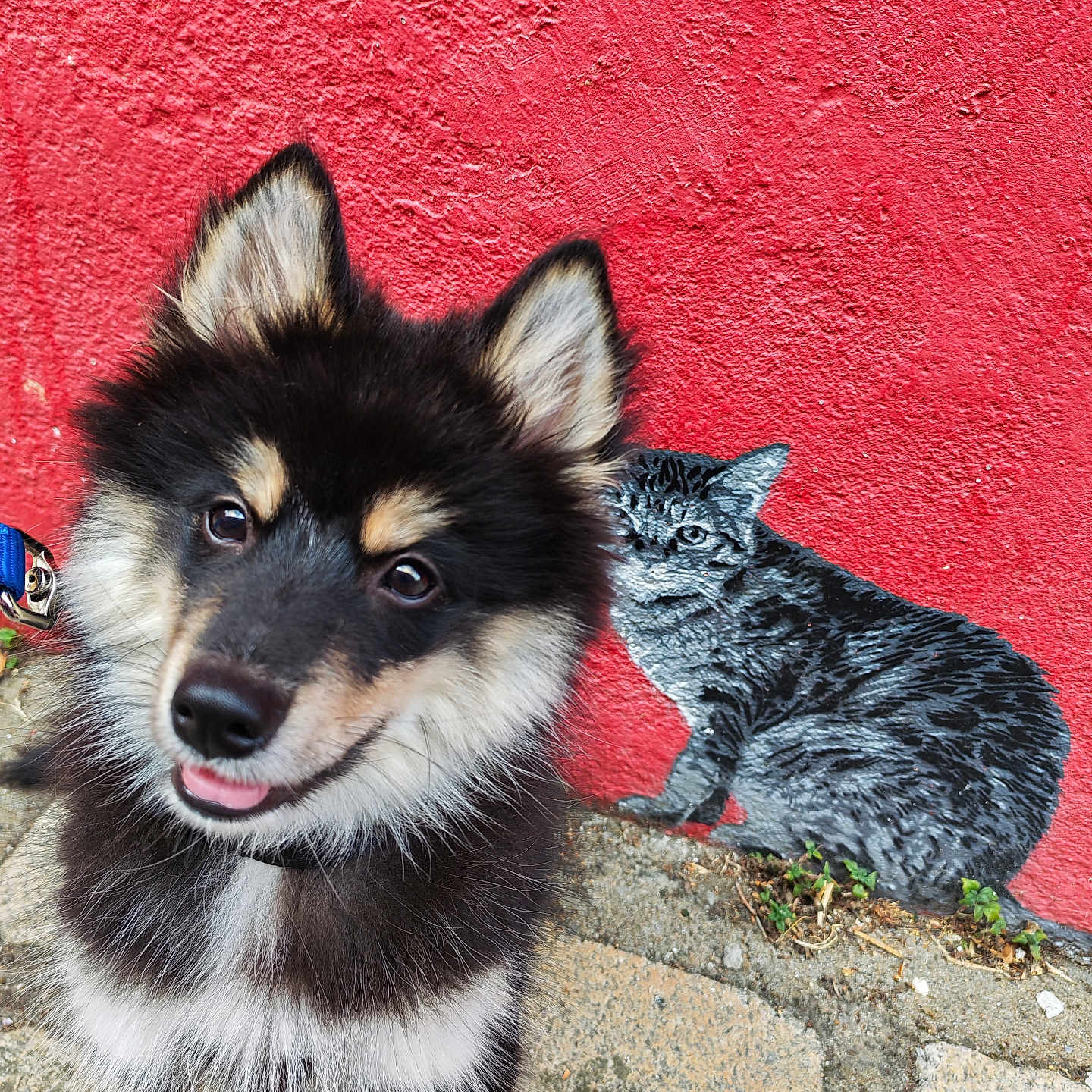 Bao a rejoint le concours — aidez-le/la à gagner de superbes lots ! dog, puppy, happy, fur, black_and_tan, red_wall, street_art, cat_painting, painting, outdoor, sidewalk, concrete, animal, pet, close_up, portrait, cute, smiling, ears, tongue