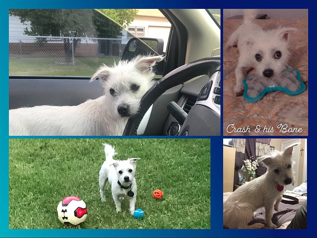 Crash is registered to the contest to win money with this photo: canidae, carnivore, collage, collar, companion_dog, dog, dog_breed, grass, happy, mammal, photo_caption, photograph, plant, snapshot, snout, sporting_group, toy_dog, vertebrate, white, working_animal