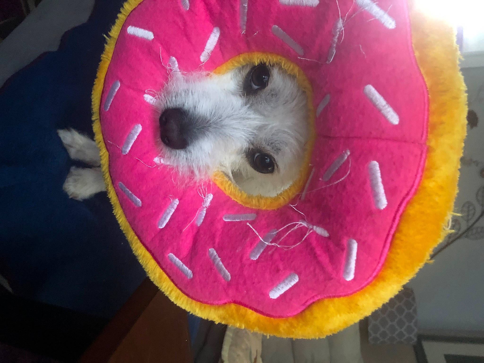 Crash joined the competition — help win amazing prizes! canidae, carnivore, companion_dog, dog, dog_breed, dog_clothes, dog_supply, dog_toy, fur, hat, helmet, inflatable, party_supply, pet_supply, plush, snout, sporting_group, stuffed_toy, toy, toy_dog