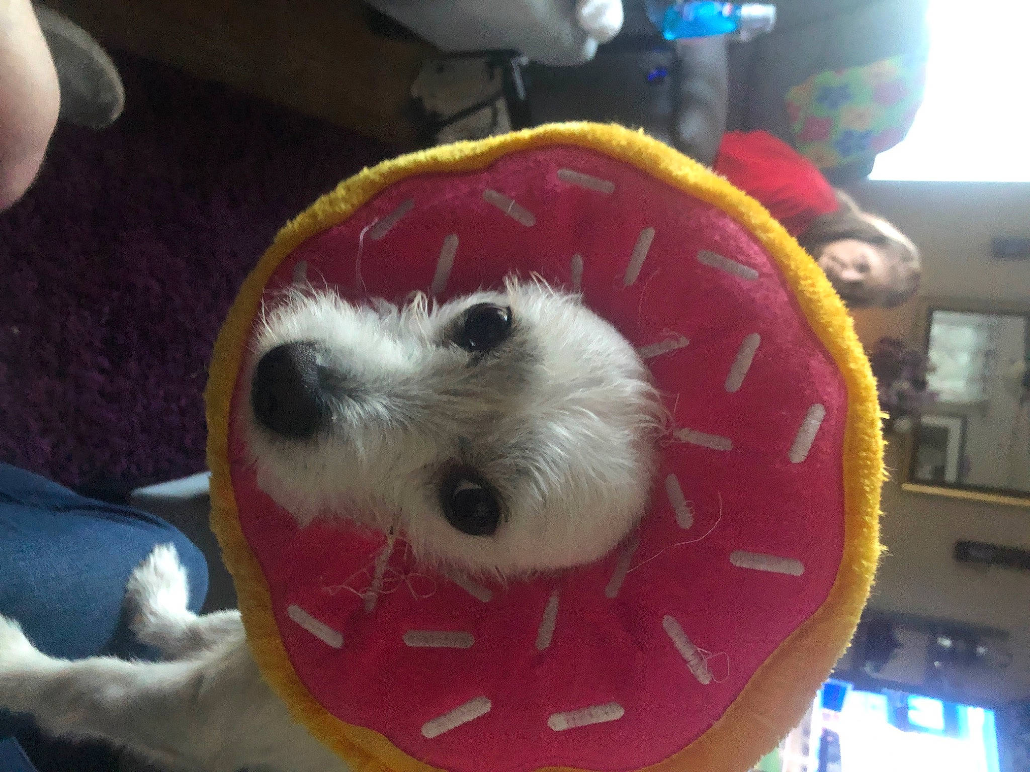 Crash joined the competition — help win amazing prizes! bichon, canidae, carnivore, companion_dog, conformation_show, corgi_chihuahua, dog, dog_breed, dog_clothes, dog_supply, event, fur, maltepoo, non_sporting_group, puppy, small_terrier, snout, sporting_group, terrier, toy_dog