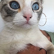 Shiro participe au concours pour gagner de l'argent avec cette photo : animal, blue_eyes, cat, close_up, cute, domestic, face, feline, fur, hand, holding, indoor, mammal, pet, pink_nose, portrait, soft_light, tabby, whiskers, white_background