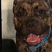 Milo joined the competition — help win amazing prizes! dog, brindle, close_up, pet, collar, indoor, happy, tongue, canine, smiling, animal, face, friendly, domestic, mammal, companion, looking_at_camera, brown, black, medium_size