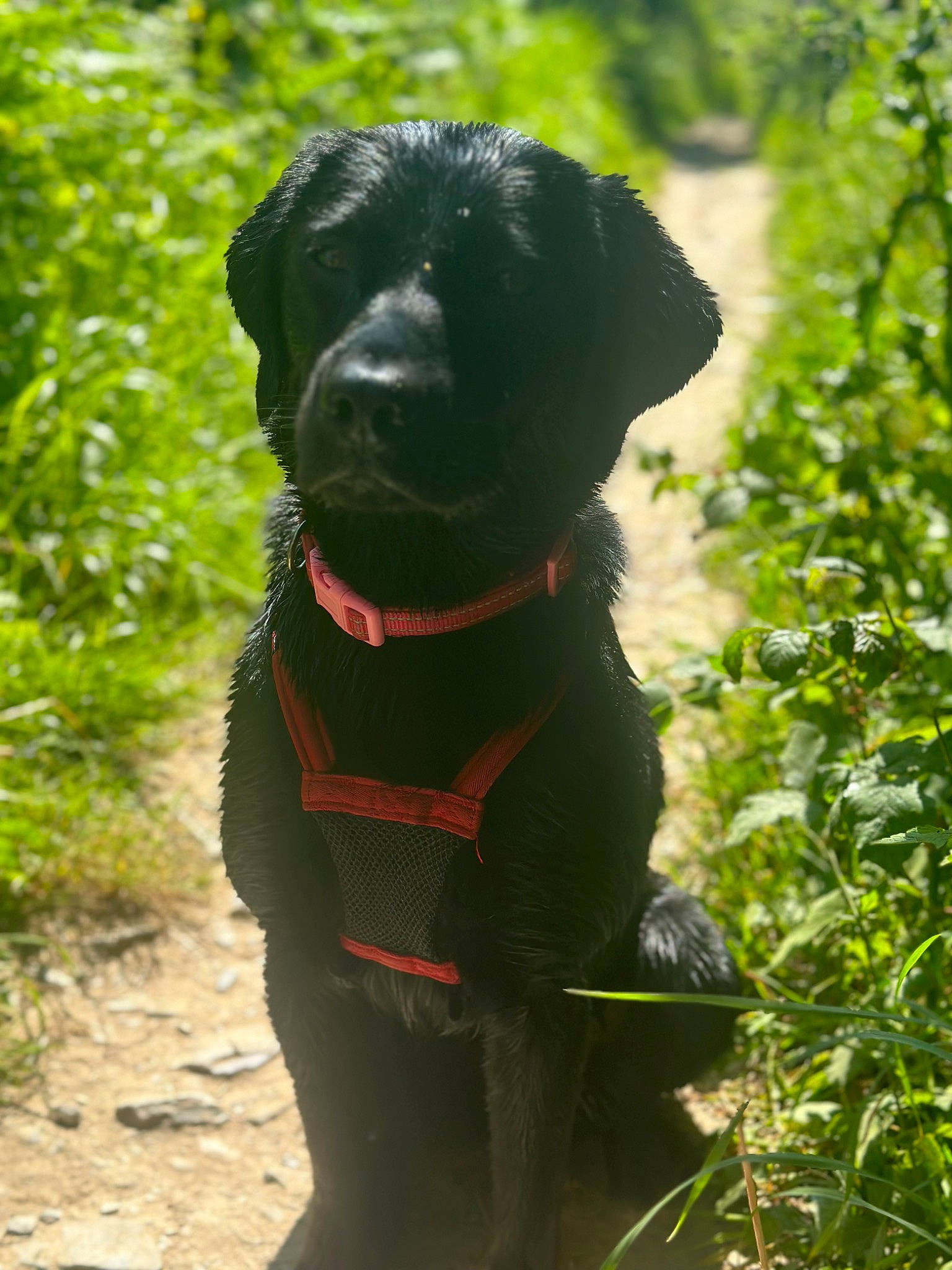 Nala joined the competition — help win amazing prizes! borador, canidae, carnivore, collar, companion_dog, dog, dog_breed, dog_collar, fawn, grass, gun_dog, liver, pet_supply, plant, retriever, snout, sporting_group, tail, tree, working_animal