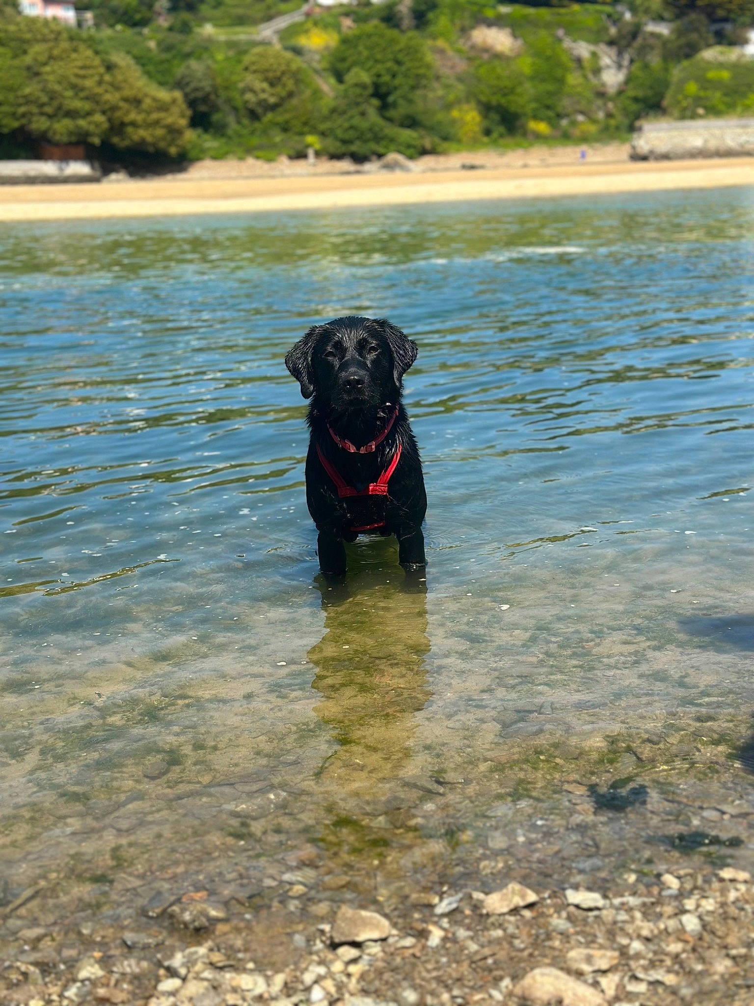 Nala is registered to the contest to win money with this photo: beach, borador, canidae, carnivore, coast, collar, dog, dog_breed, dog_collar, guard_dog, gun_dog, lake, plant, retriever, sporting_group, tail, tree, water, working_animal, working_dog
