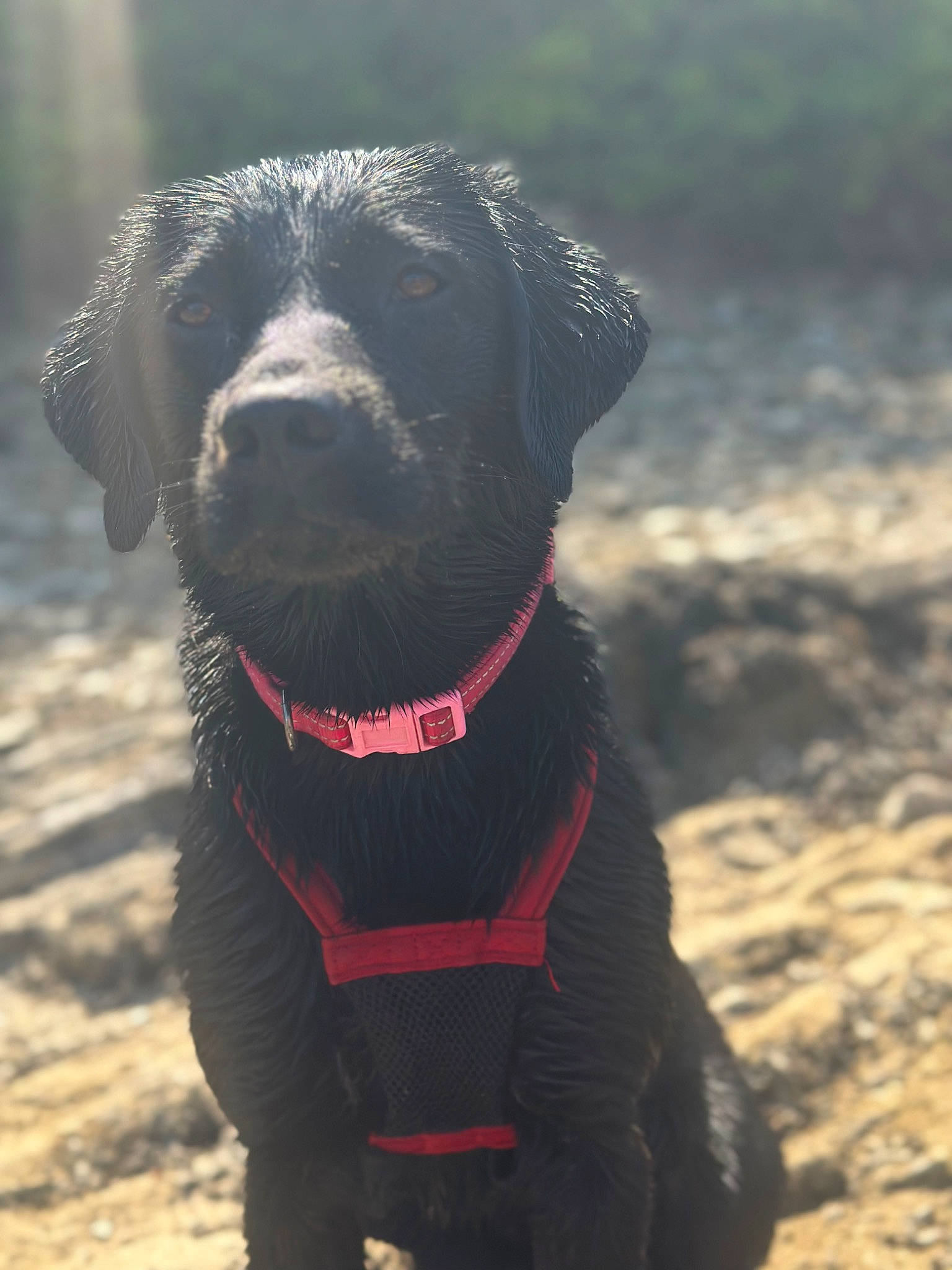 Nala is registered to the contest to win money with this photo: borador, canidae, carnivore, collar, companion_dog, dog, dog_breed, dog_collar, dog_supply, fashion_accessory, fur, gun_dog, labrador_retriever, leash, liver, pet_supply, snout, sporting_group, terrestrial_animal, working_animal