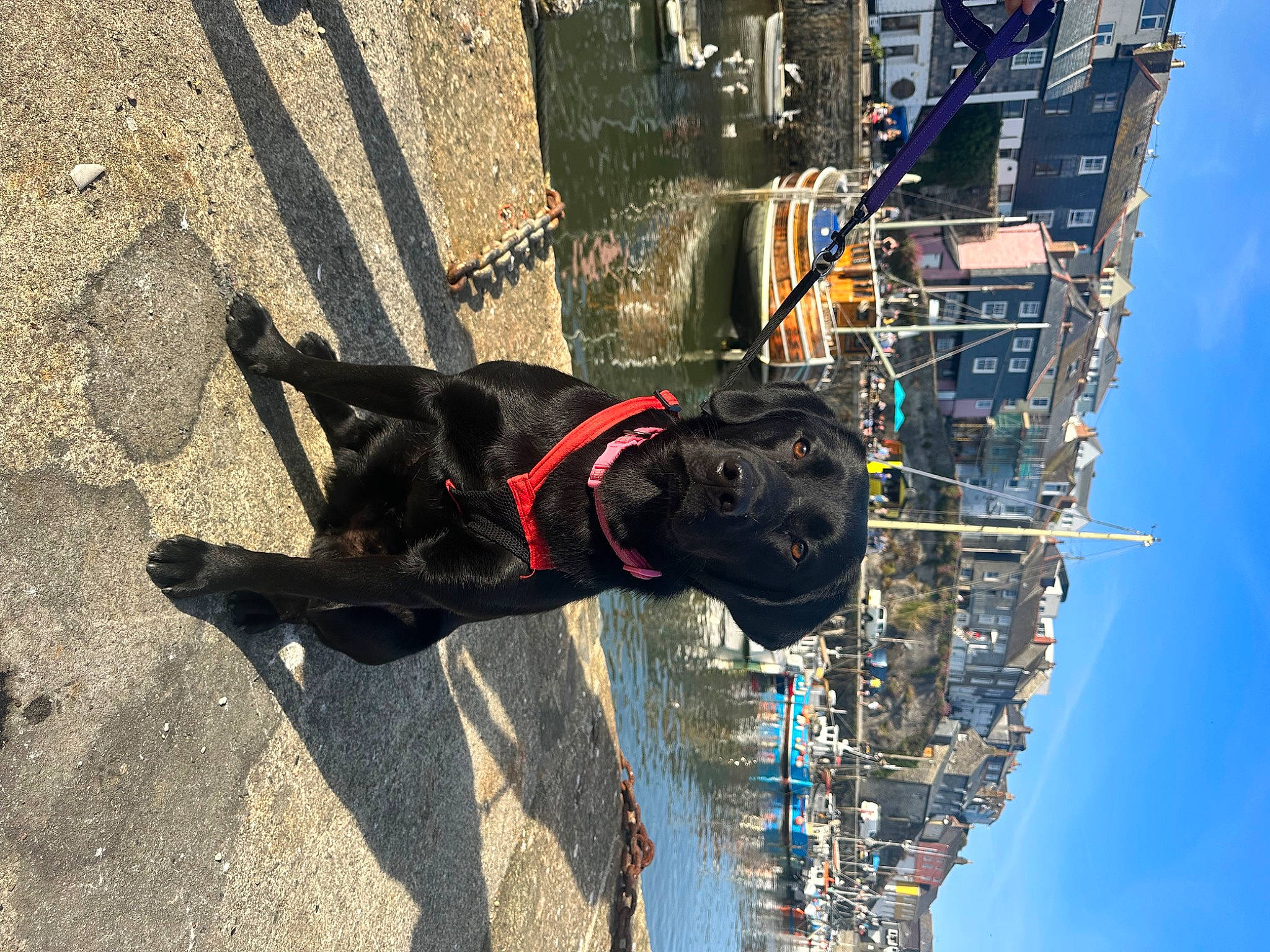 Nala is registered to the contest to win money with this photo: carnivore, collar, dog, dog_breed, dog_collar, dog_supply, extreme_sport, fun, leash, leisure, pet_supply, recreation, road_surface, sculpture, shadow, sky, soil, statue, water, working_animal