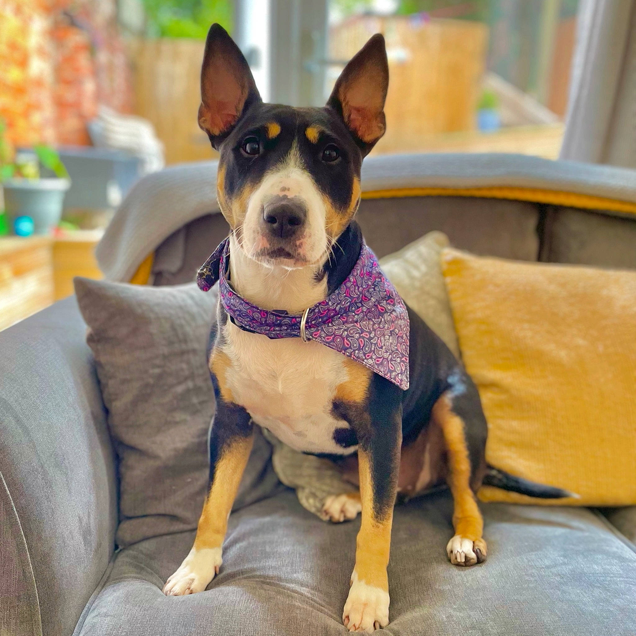 Kira is registered to the contest to win money with this photo: canidae, carnivore, collar, comfort, companion_dog, dog, dog_breed, dog_collar, dog_supply, ear, fawn, houseplant, pet_supply, snout, sporting_group, toy_dog, whiskers, window, working_animal, working_dog