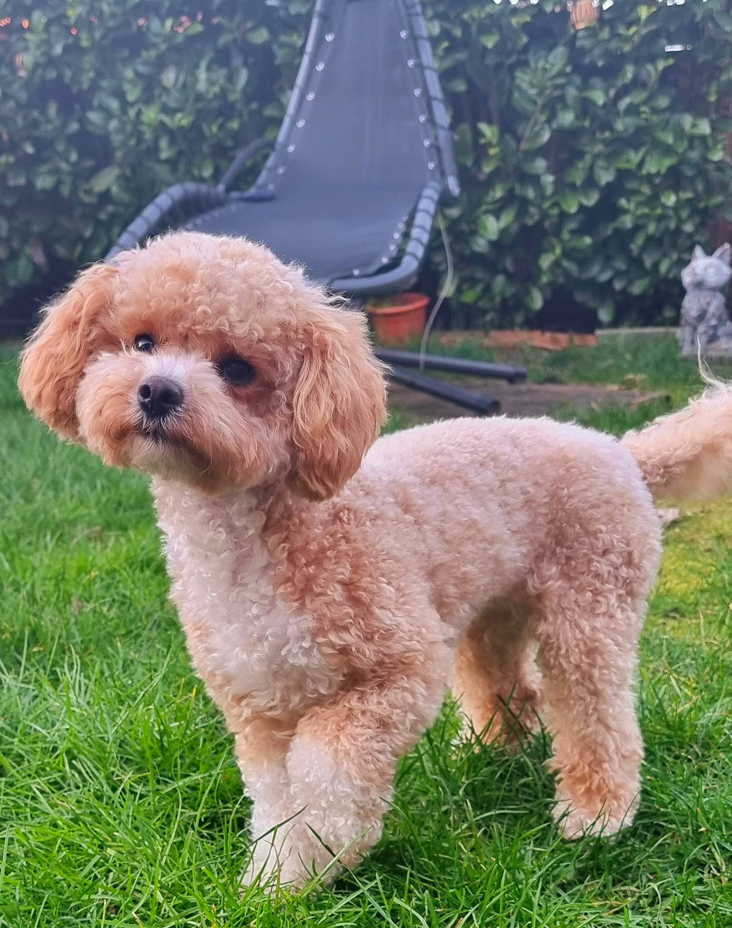 Macy is registered to the contest to win money with this photo: carnivore, chair, collar, companion_dog, dog, dog_breed, dog_collar, dog_supply, fur, grass, labradoodle, liver, plant, poodle, small_terrier, tail, terrier, toy_dog, water_dog, working_animal