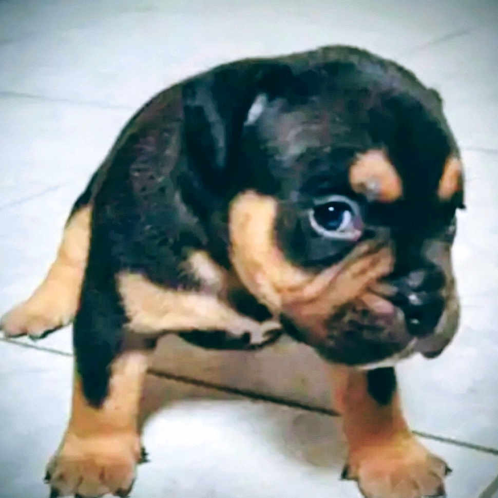 Malvado joined the competition — help win amazing prizes! adorable, animal, black_and_tan, canine, closeup, cute, dog, domestic_animal, eyes, four_legs, fur, indoor, looking, pet, portrait, puppy, small, standing, tile_floor, young