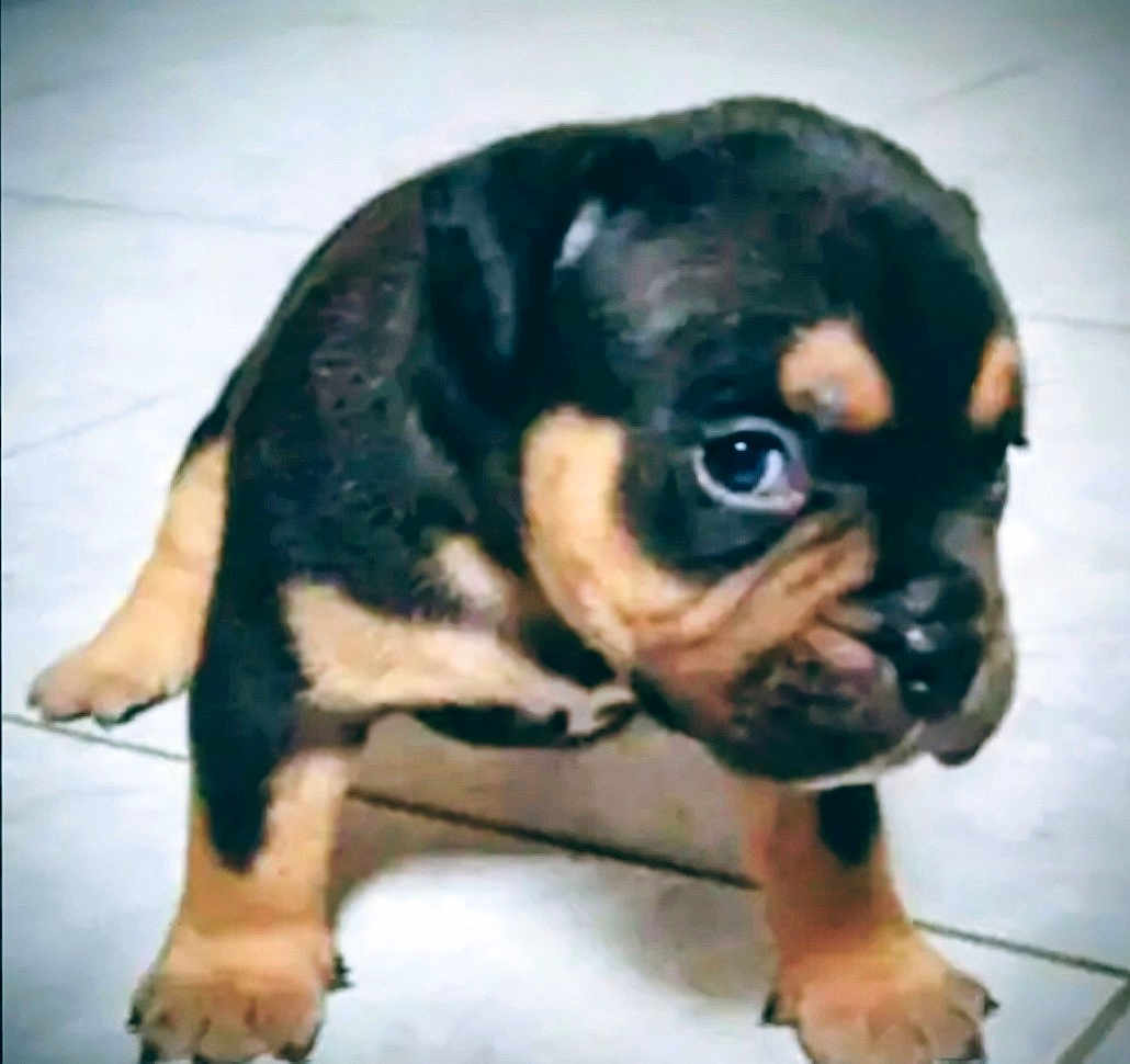 Malvado joined the competition — help win amazing prizes! puppy, dog, pet, animal, cute, young, indoor, tile_floor, black_and_tan, small, fur, four_legs, portrait, looking, closeup, adorable, canine, domestic_animal, standing, eyes