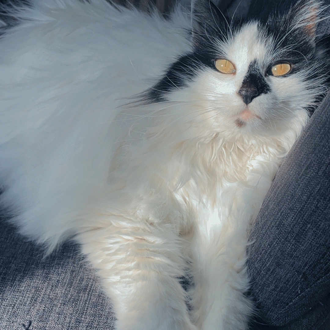 Miia participe au concours pour gagner de l'argent avec cette photo : amber_eyes, animal, black, cat, chair, closeup, cozy, cute, feline, fluffy, gray_fabric, indoor, lounging, pet, portrait, relaxed, soft, sunlight, whiskers, white