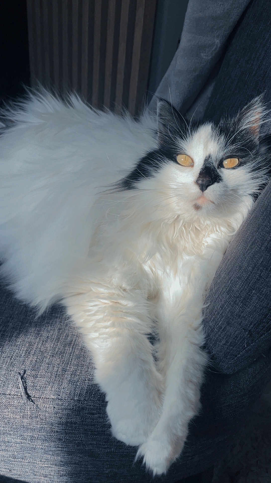 Miia participe au concours pour gagner de l'argent avec cette photo : cat, fluffy, white, black, amber_eyes, lounging, chair, gray_fabric, indoor, pet, feline, relaxed, sunlight, closeup, whiskers, soft, cozy, portrait, cute, animal