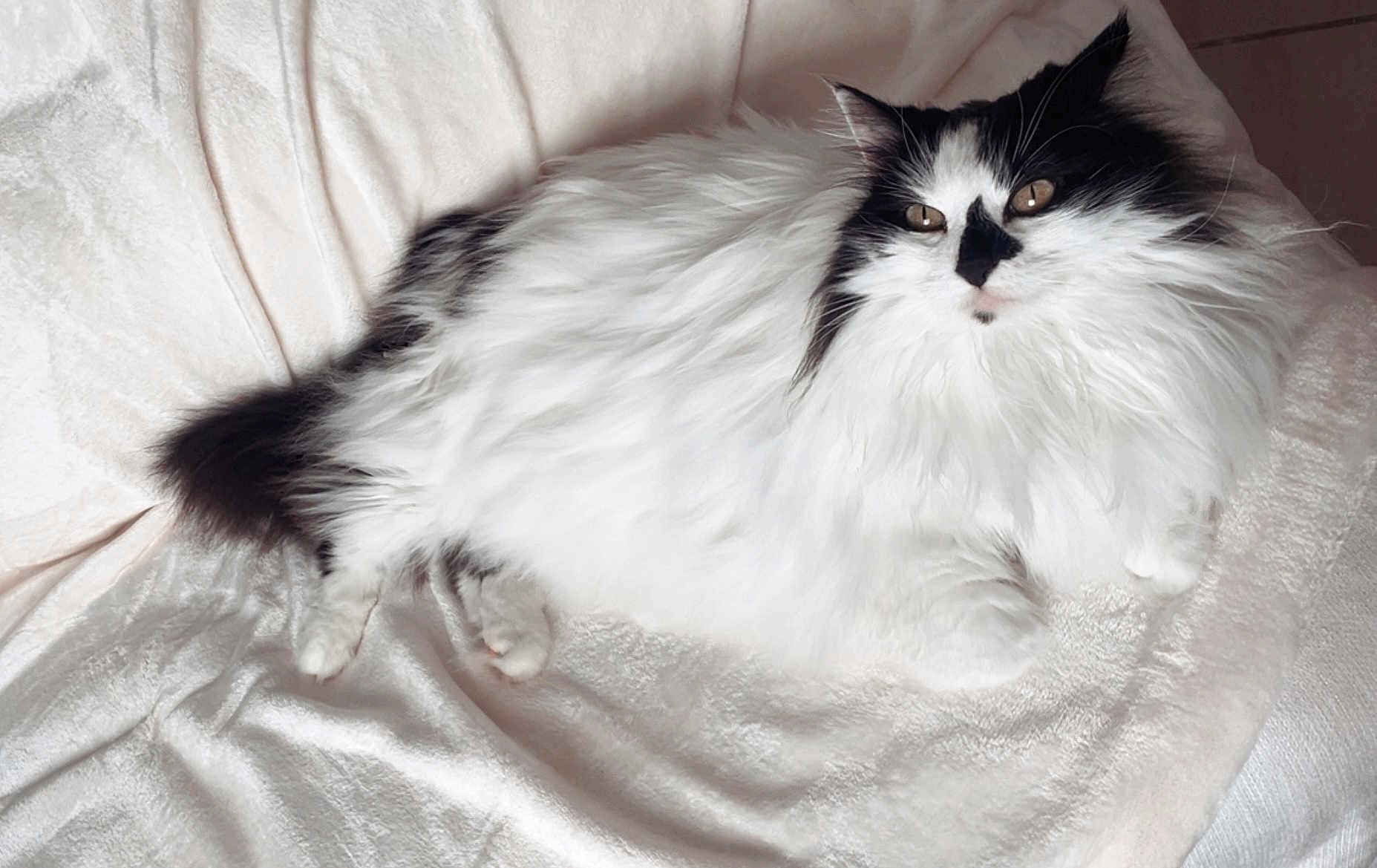 Miia a rejoint le concours — aidez-le/la à gagner de superbes lots ! cat, fluffy, black_and_white, pet, feline, long_hair, resting, blanket, indoor, cute, animal, relaxed, soft_texture, whiskers, tail, ears, paws, lying_down, cozy, domestic