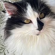 Miia participe au concours pour gagner de l'argent avec cette photo : cat, black_and_white, fluffy, pet, animal, close_up, whiskers, bedspread, leaf_pattern, golden_eyes, indoor, relaxed, fur, cute, mammal, portrait, domestic_animal, sleepy, feline, soft