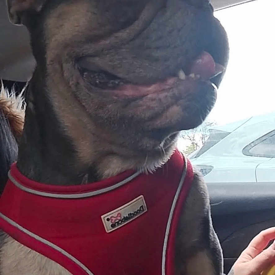 Hugo