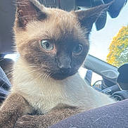 Milo is registered to the contest to win money with this photo: cat, siamese_cat, kitten, pet, animal, blue_eyes, fur, car_interior, window, sunlight, close_up, cute, whiskers, ears, nose, relaxed, indoor, seat, daytime, nature_outside