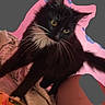 Stitch is registered to the contest to win money with this photo: cat, black_cat, white_fur, yellow_eyes, pet, animal, curious, indoor, blanket, fur, whiskers, paw, cozy, cute, domestic_cat, looking, feline, sitting, pink_background, gray_background