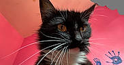 Stitch is registered to the contest to win money with this photo: cat, black_and_white, close_up, orange_eyes, whiskers, pink_wall, handprints, indoor, pet, portrait, animal, feline, cute, colorful, background, playful, ears, fur, nose, expression