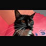 cat, black_and_white, close_up, orange_eyes, whiskers, pink_wall, handprints, indoor, pet, portrait, animal, feline, cute, colorful, background, playful, ears, fur, nose, expression