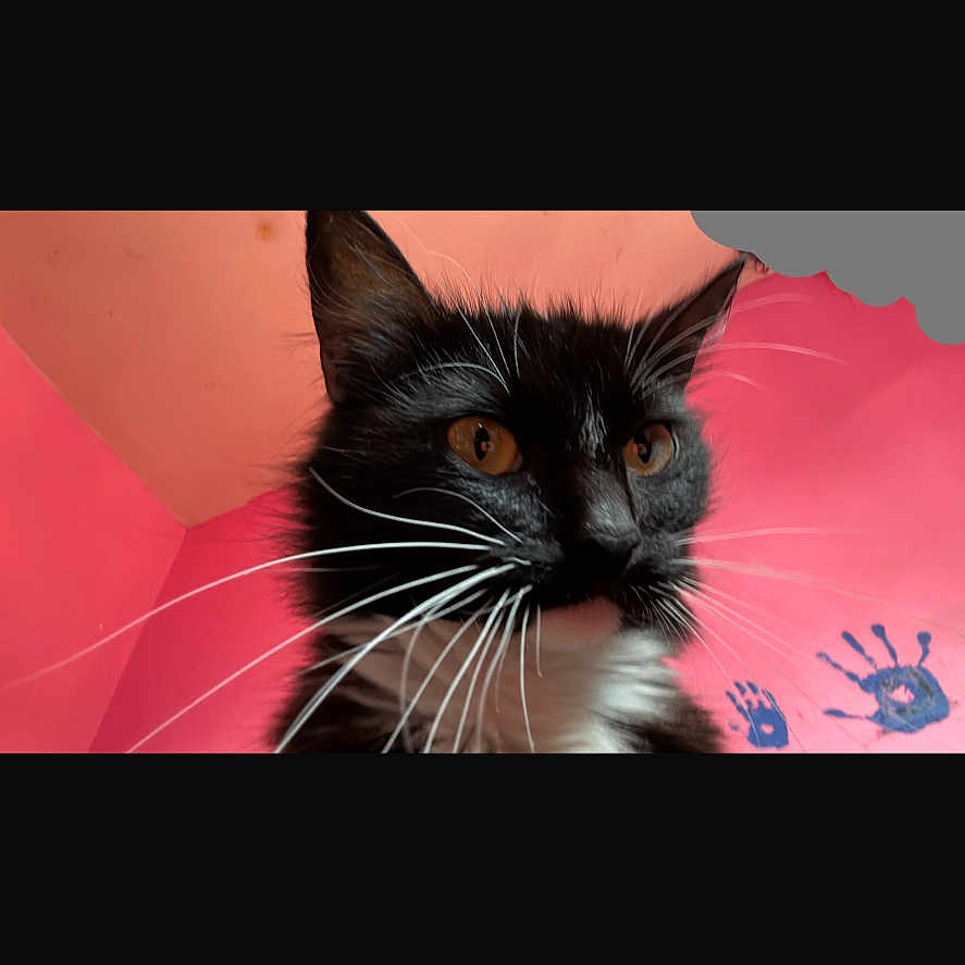 Stitch is registered to the contest to win money with this photo: cat, black_and_white, close_up, orange_eyes, whiskers, pink_wall, handprints, indoor, pet, portrait, animal, feline, cute, colorful, background, playful, ears, fur, nose, expression