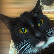 Stitch is registered to the contest to win money with this photo: cat, black_cat, close_up, yellow_eyes, whiskers, portrait, indoor, curious, feline, pet, animal, face, looking, blurred_background, closeup, domestic_cat, black_and_white, whiskers_visible, head, fur