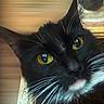 cat, black_cat, close_up, yellow_eyes, whiskers, portrait, indoor, curious, feline, pet, animal, face, looking, blurred_background, closeup, domestic_cat, black_and_white, whiskers_visible, head, fur